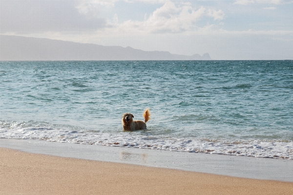 Beach sea coast sand Photo