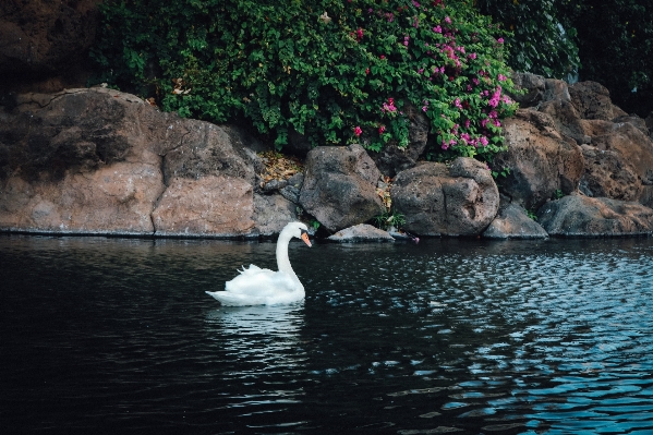 Photo Mer eau nature oiseau