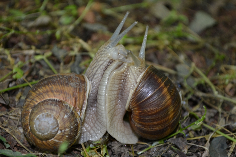 Natura miłość makro fauna