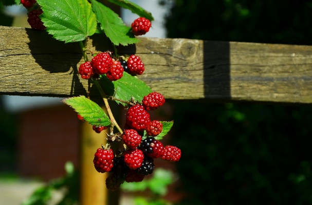 Tree branch plant fruit Photo