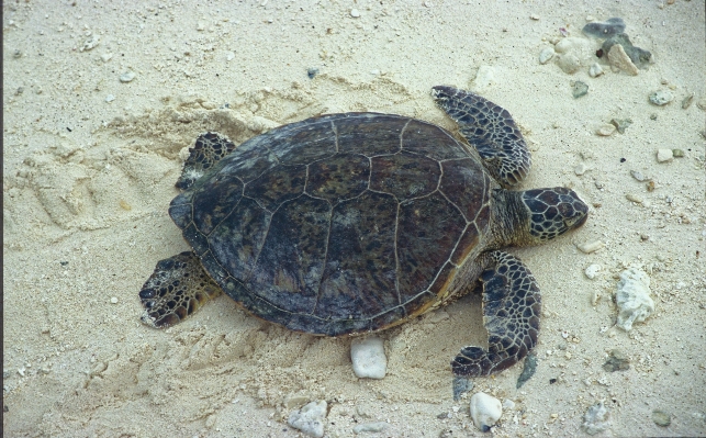 Beach nature sand wildlife Photo