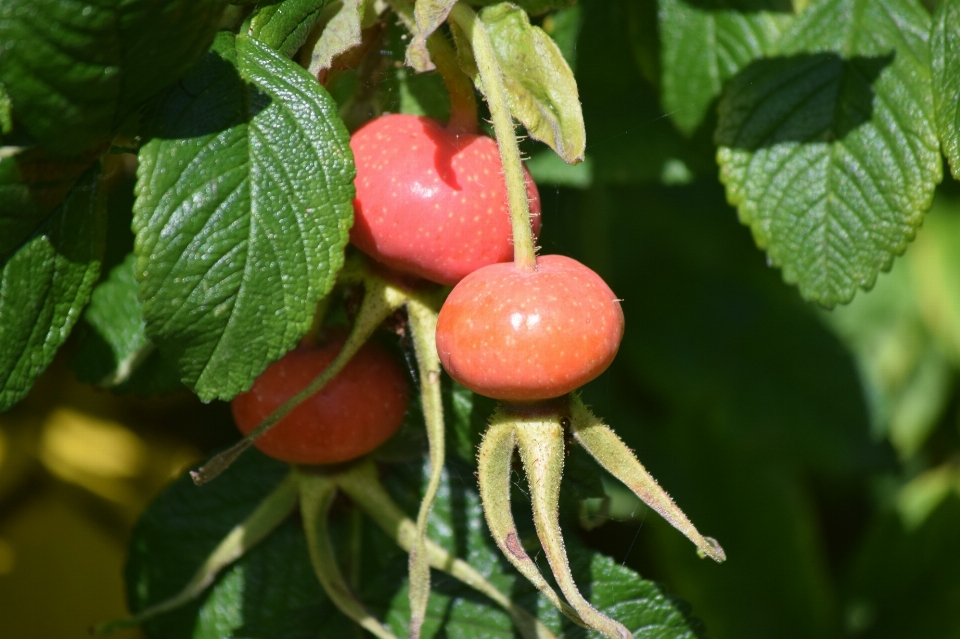 Planta fruta baya flor