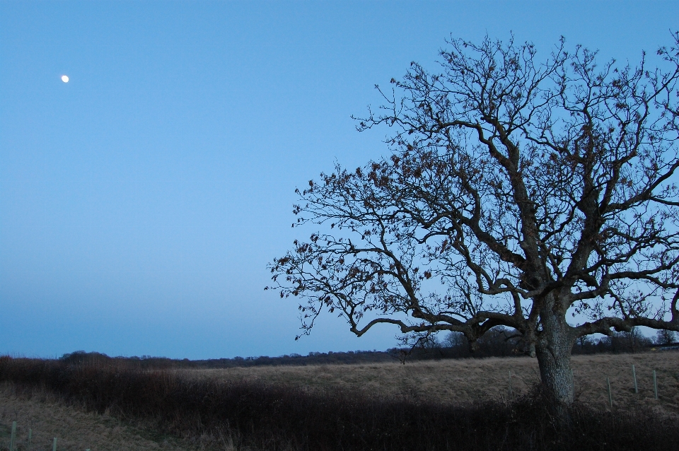 Landscape tree nature grass