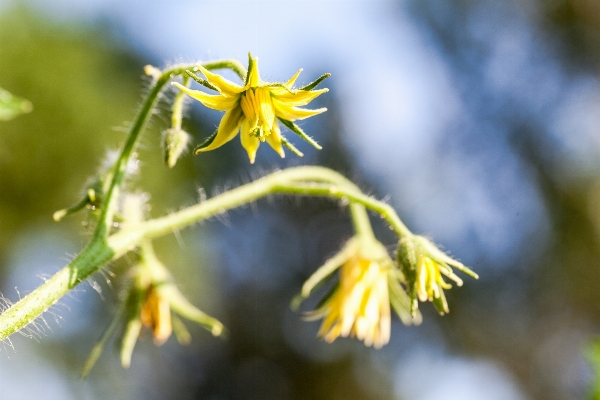 Nature branch blossom growth Photo