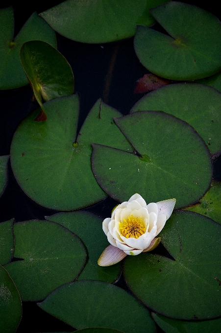 Natura pianta foglia fiore