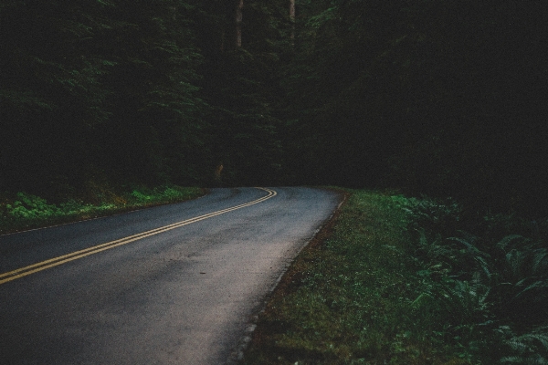 Foto Alam hutan lampu jalan