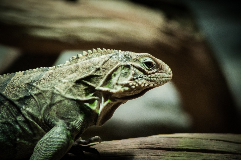 Natureza fotografia animal animais selvagens