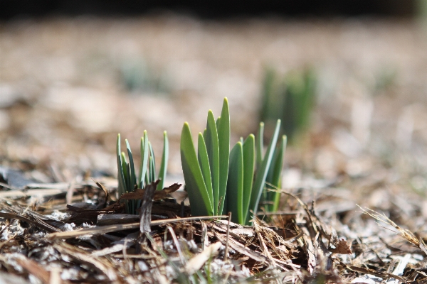 Nature grass outdoor blossom Photo