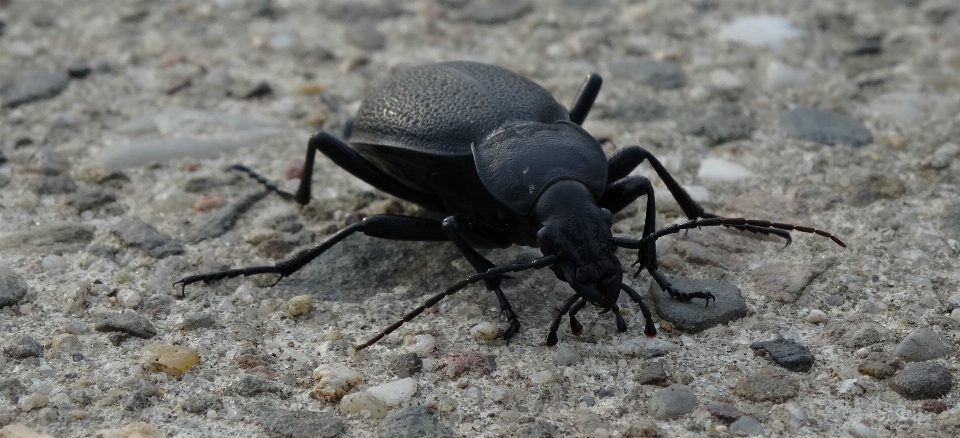 Nature wildlife insect macro