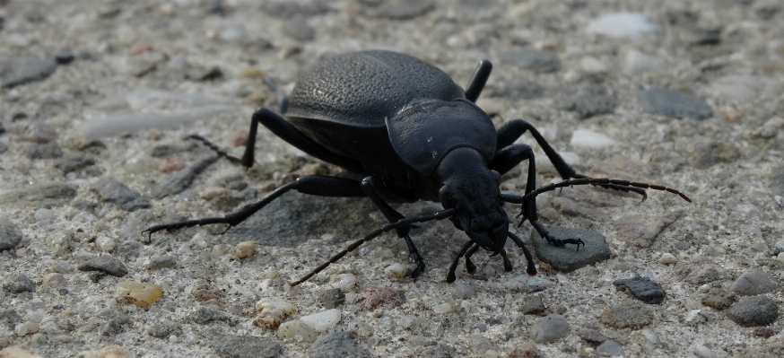 Nature wildlife insect macro Photo