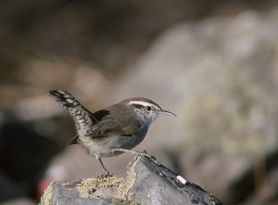 Natur zweig vogel suchen