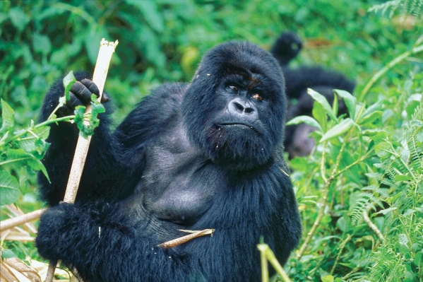 自然 草 vine 動物 写真