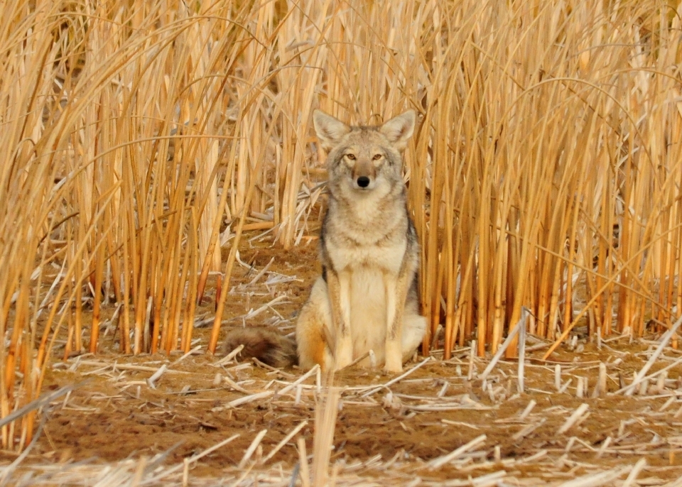 Natura prateria
 animali selvatici ritratto