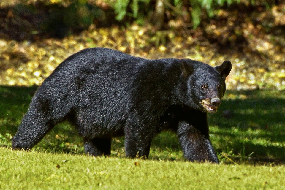 Animal urso animais selvagens pardo