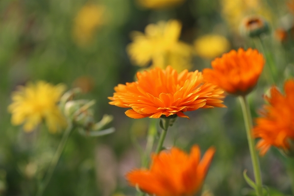 Nature blossom open plant Photo