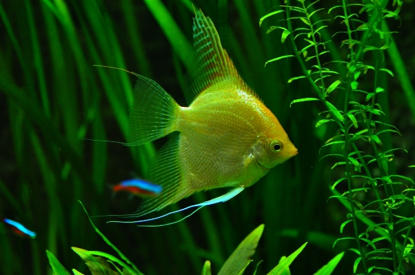 Foto água natureza embaixo da agua verde