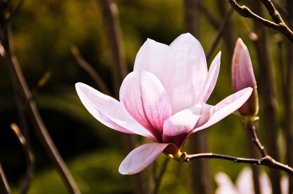 Natur blüte anlage sonnenlicht