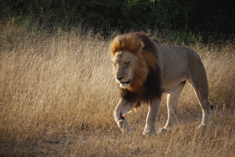 Adventure wildlife cat africa