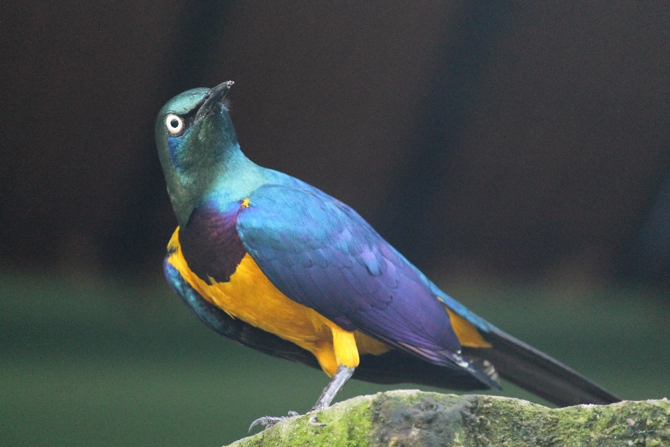 鳥 羽 野生動物 嘴