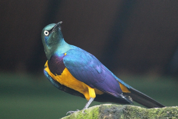 Foto Pájaro ala fauna silvestre pico