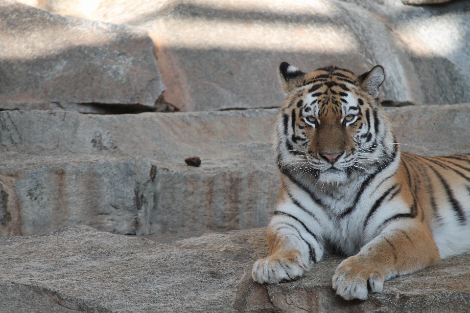 Dzikiej przyrody ogród zoologiczny kot ssak