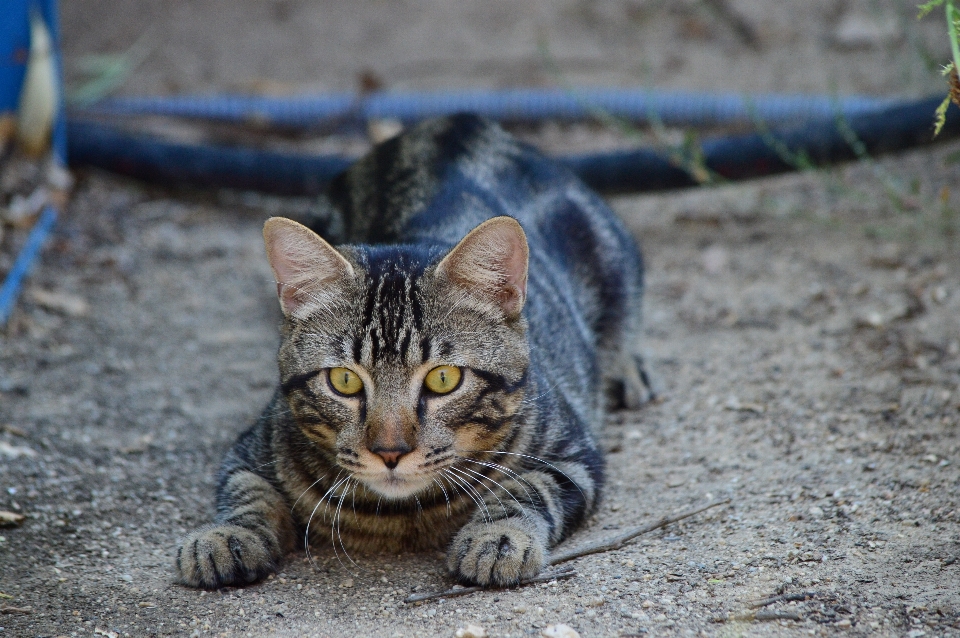 Anak kucing mamalia bendungan