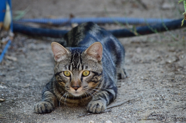 Foto Anak kucing mamalia bendungan