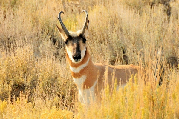 Nature grass meadow prairie Photo