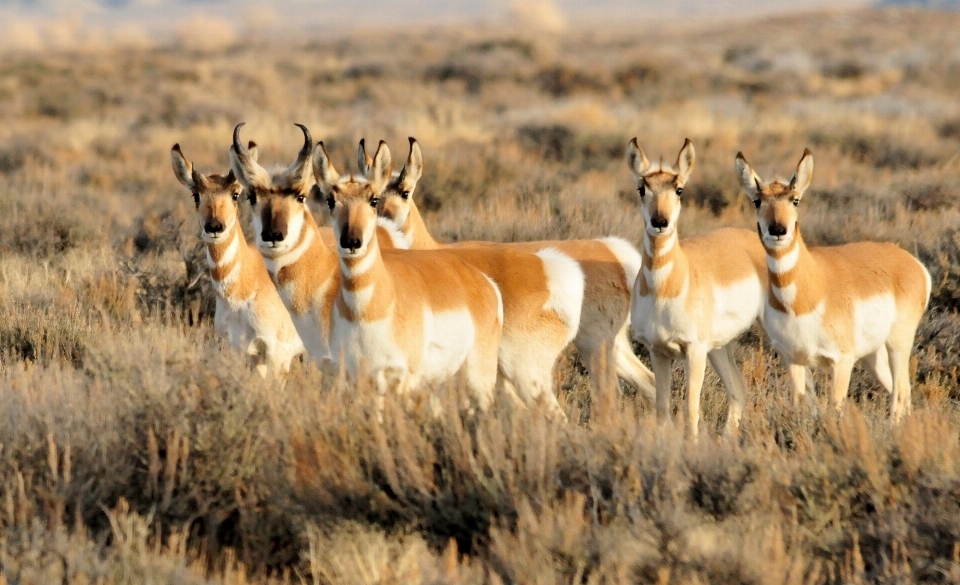 Naturaleza césped desierto
 pradera
