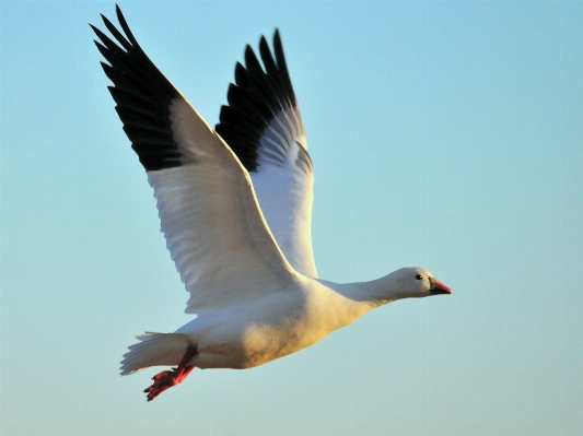 Foto Alam burung sayap langit