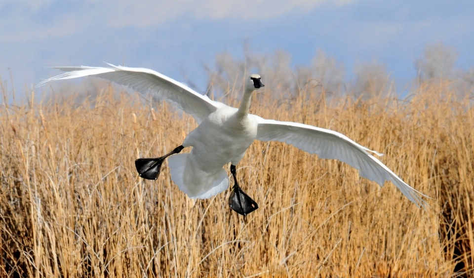 Nature herbe oiseau aile