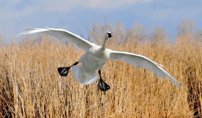 Nature grass bird wing Photo