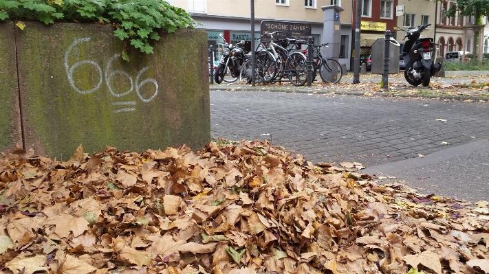 Tree leaf dry autumn Photo