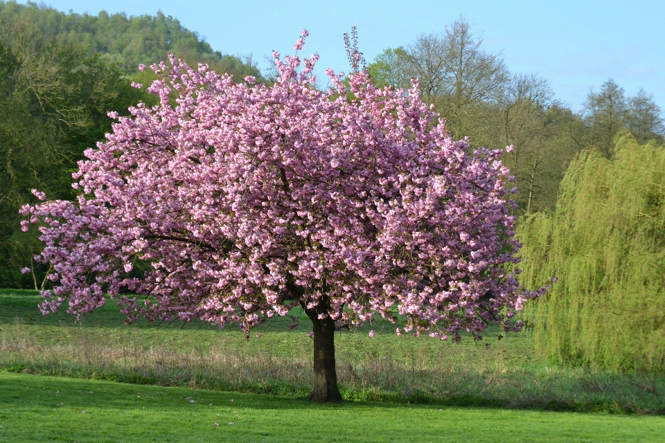 Landscape tree nature branch