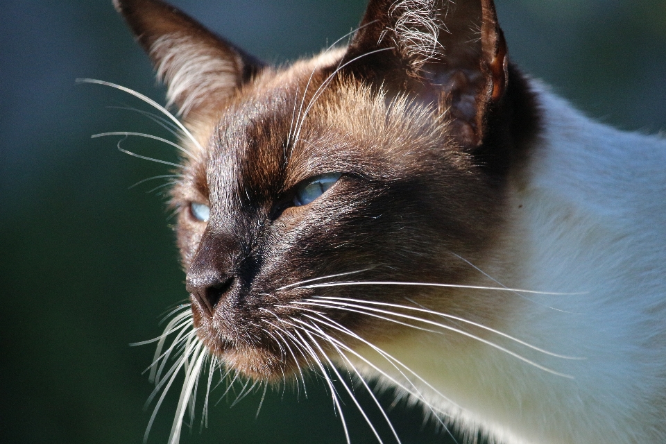 Gato mamífero fauna de cerca
