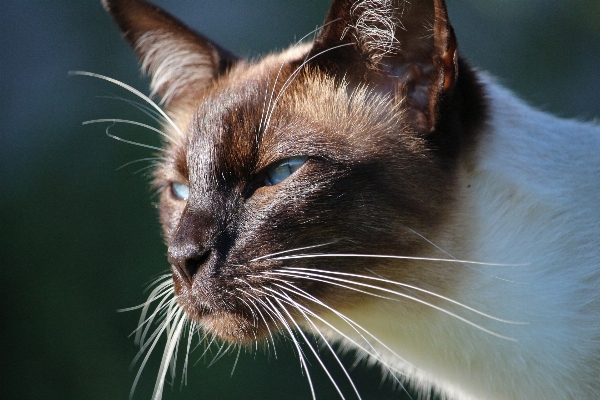 Cat mammal fauna close up Photo