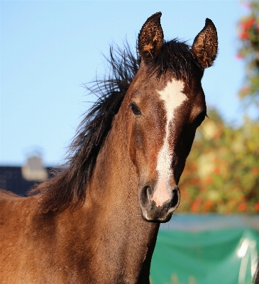 Horse autumn mammal stallion Photo