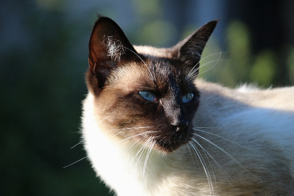 Cat mammal fauna close up Photo