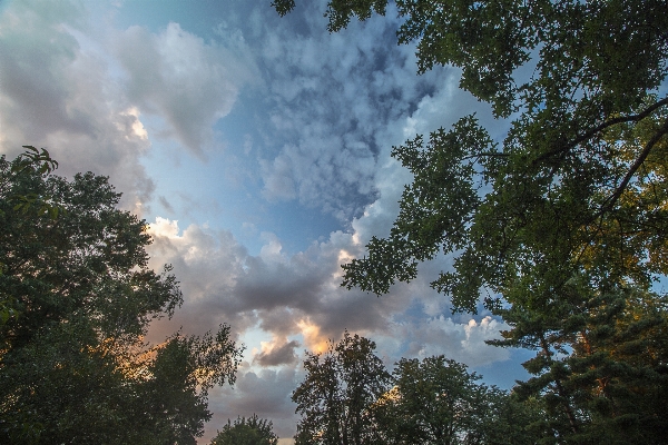 Landscape tree nature forest Photo