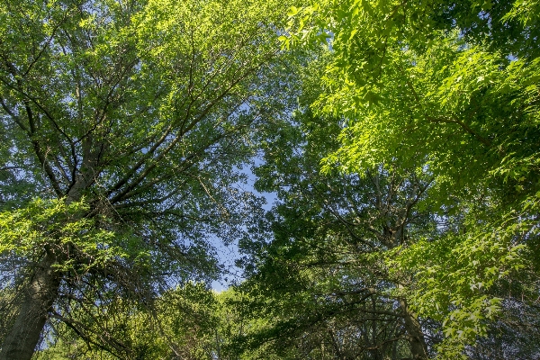 風景 木 自然 森 写真