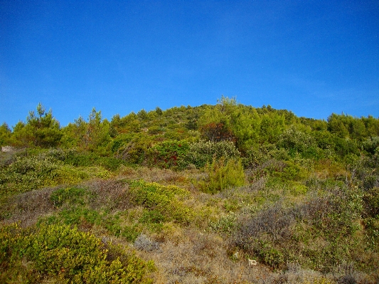 Landscape tree nature forest Photo