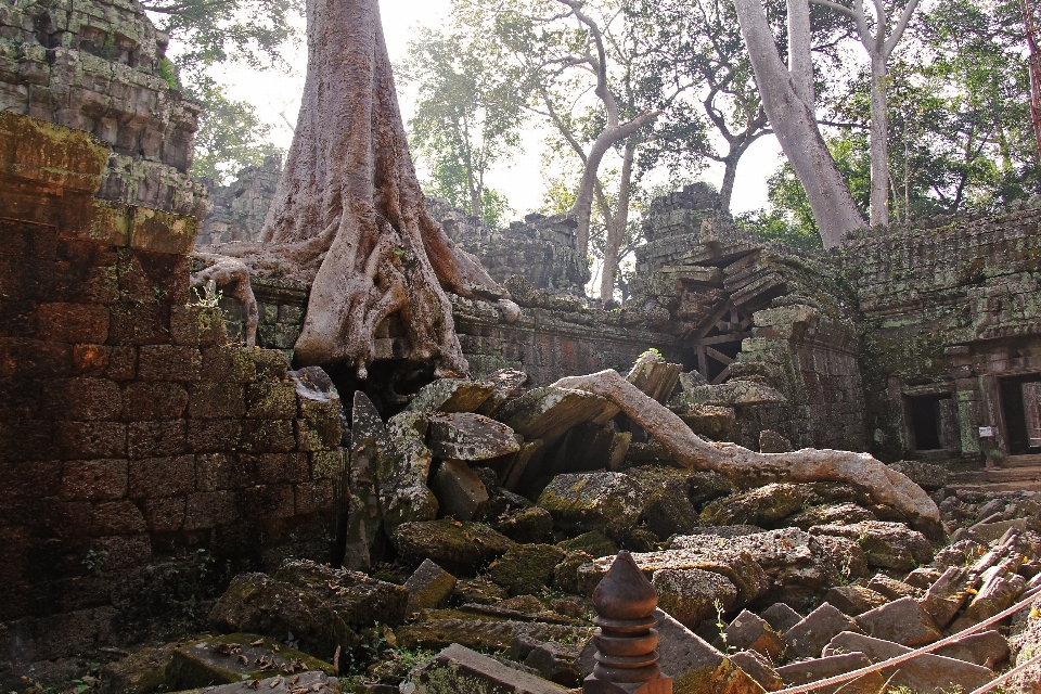 Pohon hutan rock arsitektur