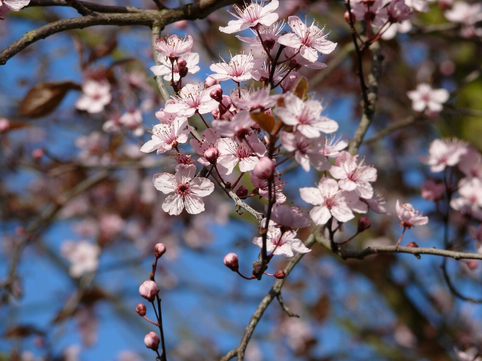 Baum natur zweig blüte