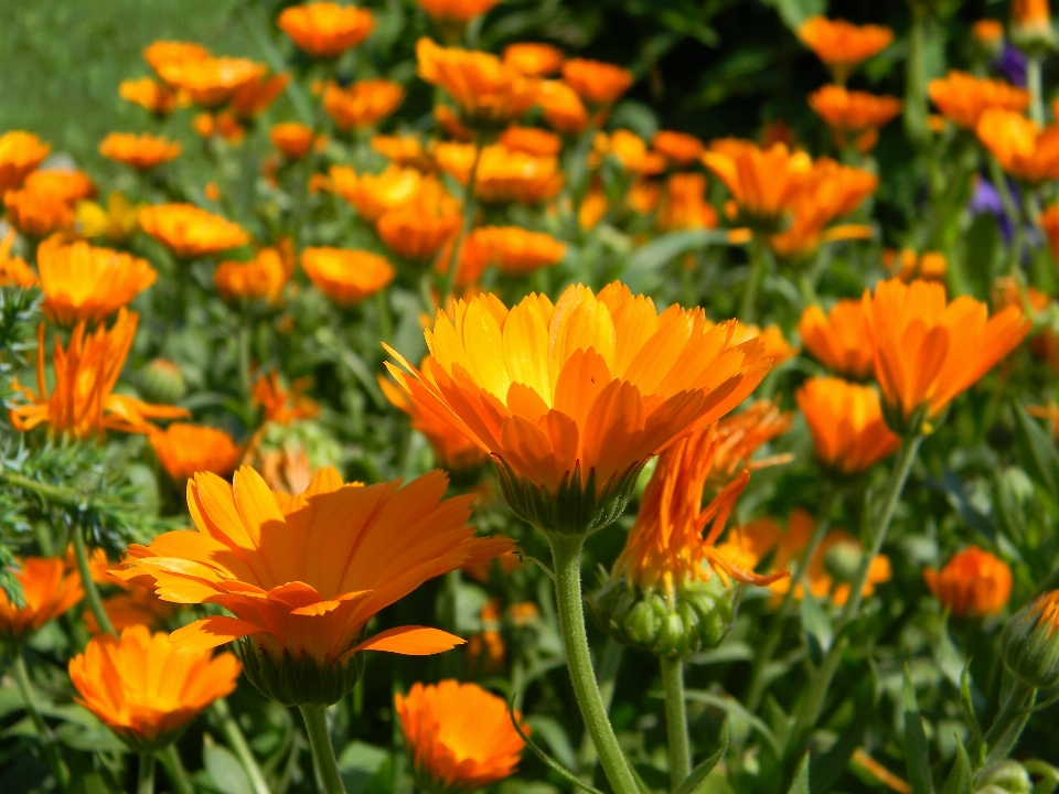 Nature usine champ prairie
