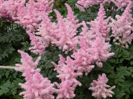 Foto Albero fiore pianta fioritura