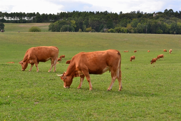 Grass field farm meadow Photo