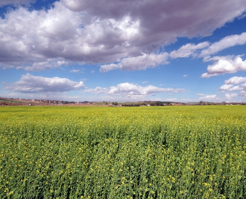 Landscape nature grass horizon Photo