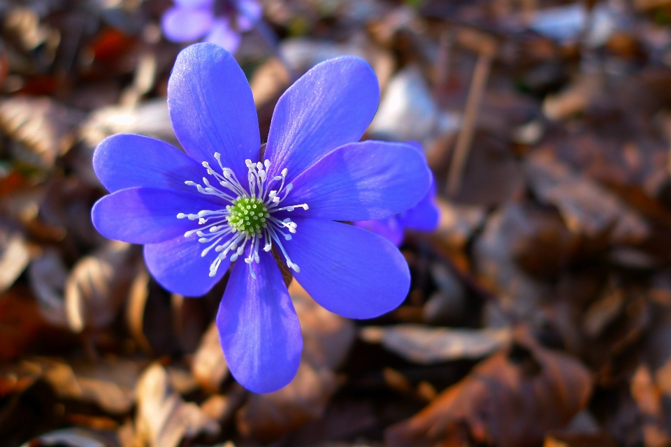 Natur wald blüte anlage