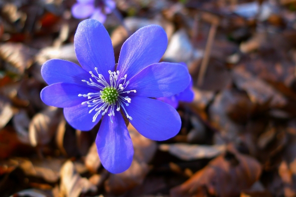 Foto Natureza floresta florescer plantar