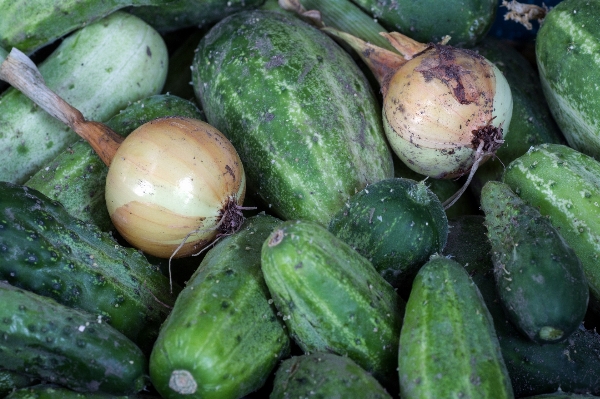 植物 食べ物 生産 野菜 写真